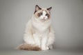 Fluffy beautiful white cat ragdoll with blue eyes posing while sitting on gray background.