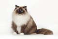 Fluffy beautiful white cat ragdoll with blue eyes posing while sitting on studio white background.