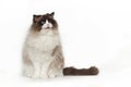 Fluffy beautiful cat ragdoll with blue eyes posing while sitting on studio white background. Cat isolated on white Royalty Free Stock Photo