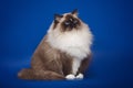 Fluffy beautiful white cat ragdoll posing while sitting on a studio blue background. Royalty Free Stock Photo