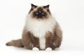 Fluffy beautiful white cat ragdoll with blue eyes posing while sitting on studio white background.