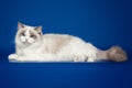 Fluffy beautiful white cat ragdoll, posing lying on studio blue background.
