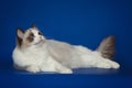 Fluffy beautiful white cat ragdoll, posing lying on studio blue background.