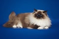 Fluffy beautiful white cat ragdoll, posing lying on studio blue background.