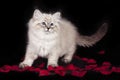 Fluffy beautiful white kitten of Neva Masquerade with blue eyes, three months old, posing on black background with rose Royalty Free Stock Photo
