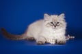 Fluffy beautiful white kitten of Neva Masquerade with blue eyes, posing on blue background with beads.