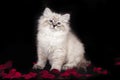 Fluffy beautiful white kitten of Neva Masquerade with blue eyes, three months old, posing sitting on black background Royalty Free Stock Photo