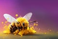 fluffy bee with transparent wings collecting flower pollen against blurry background, Royalty Free Stock Photo
