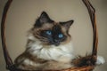 Fluffy beige and brown cat with blue eyes.