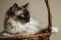 Fluffy beige and brown cat with blue eyes.