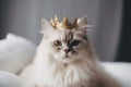Fluffy beige cat wearing golden crown on her head, laying on the bed. Fashion beauty for pets. Royalty Free Stock Photo