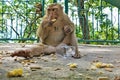 Fluffy beige monkey sits and eats nuts. Tattoo on the chest