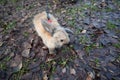 Fluffy beige rabbit walks on lead on wet leaves