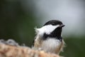 Fluffy Bird Royalty Free Stock Photo