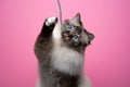 fluffy birman cat with blue eyes playing with string on pink background