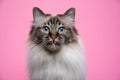 fluffy birman cat with blue eyes portrait on pink background