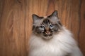 fluffy birman cat with blue eyes portrait on wooden background