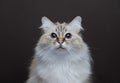 curious birman cat portrait on brown background