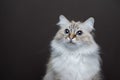 curious birman cat portrait on brown background