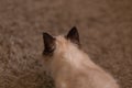 Fluffy Birman cat lurking on the carpet