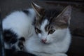 Fluffy Black Aand White Kitten Cat Portrait