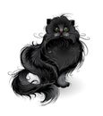 Fluffy black cat Royalty Free Stock Photo