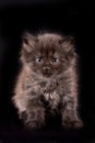 Fluffy black cat looking at the camera Royalty Free Stock Photo