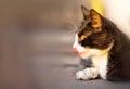 Fluffy black cat tongue licking his nose, close-up. Copy space. the cat is licked before eating Royalty Free Stock Photo