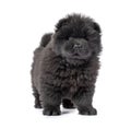 Fluffy black chow-chow puppy, isolated on white background