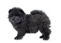 Fluffy black chow-chow puppy, isolated on white background