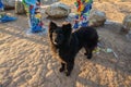 Fluffy black dog standing at the sacred poles at Shaman rock in lake Baikal