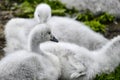 Fluffy Black necked swan cygnus melanocoryphus young cygnets Royalty Free Stock Photo