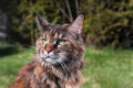 Fluffy black tabby kitty sitting in the summer garden. Portrait of domestic Maine Coon cat, front view. Royalty Free Stock Photo