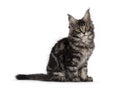 Maine Coon cat kitten on white background Royalty Free Stock Photo