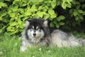 Fluffy black and white Alaskan Malamute lying on the grass under the trees Royalty Free Stock Photo