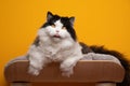 fluffy black and white british longhair cat resting on comfortable pet bed Royalty Free Stock Photo