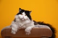 fluffy black and white british longhair cat resting on comfortable pet bed Royalty Free Stock Photo