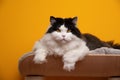 fluffy black and white british longhair cat resting on comfortable pet bed Royalty Free Stock Photo