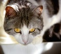 A fluffy black and white cat with bright yellow eyes prepares to jump for prey. Predator close-up. Pets and lifestyle concept Royalty Free Stock Photo