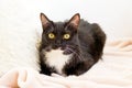 Fluffy black-white cat with green eyes is lying on soft beige plaid with white pillow Royalty Free Stock Photo