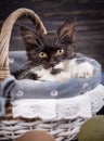 The fluffy black and white kitten lies in the basket Royalty Free Stock Photo