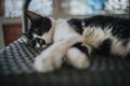 Fluffy black and white kitty relaxing on a woven chair Royalty Free Stock Photo