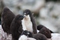 Rockhopper penguin chicks standing together, New Island, Falkland Islands Royalty Free Stock Photo