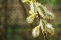 Fluffy blooming Male catkins Goat Willow Salix caprea, known as pussy willow or great sallow. Nature concept for design Royalty Free Stock Photo