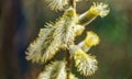 Fluffy blooming Male catkins Goat Willow Salix caprea, known as pussy willow or great sallow.  Nature concept Royalty Free Stock Photo