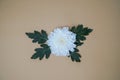 Fluffy blooming white chrysanthemum flower Royalty Free Stock Photo