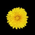 Fluffy blooming yellow chrysanthemum flower isolated on black background Royalty Free Stock Photo