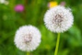 Fluffy blowball (clock) of Dandelion flower during summer in Austria, Europe Royalty Free Stock Photo