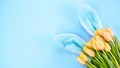 Fluffy blue bunny ears and yellow tulips flowers on blue background. Easter holiday concept. Space for text. Copy space. Top view Royalty Free Stock Photo