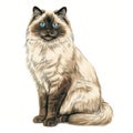 Exquisite Himalayan Cat Sketch With Realistic Color Schemes